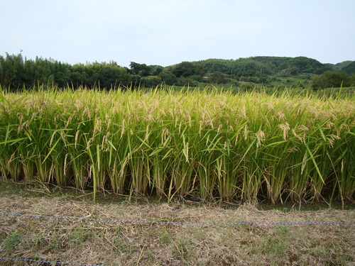 田舎の風景＋さんま_e0291149_22533934.jpg