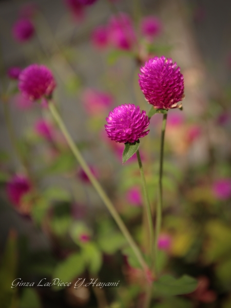 花のある風景　街中の花　丸い赤紫_b0133053_0164010.jpg