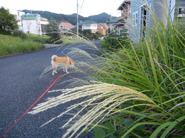 ’１２，９，２０（木）今年の秋は芸術の秋！_f0060461_854373.jpg