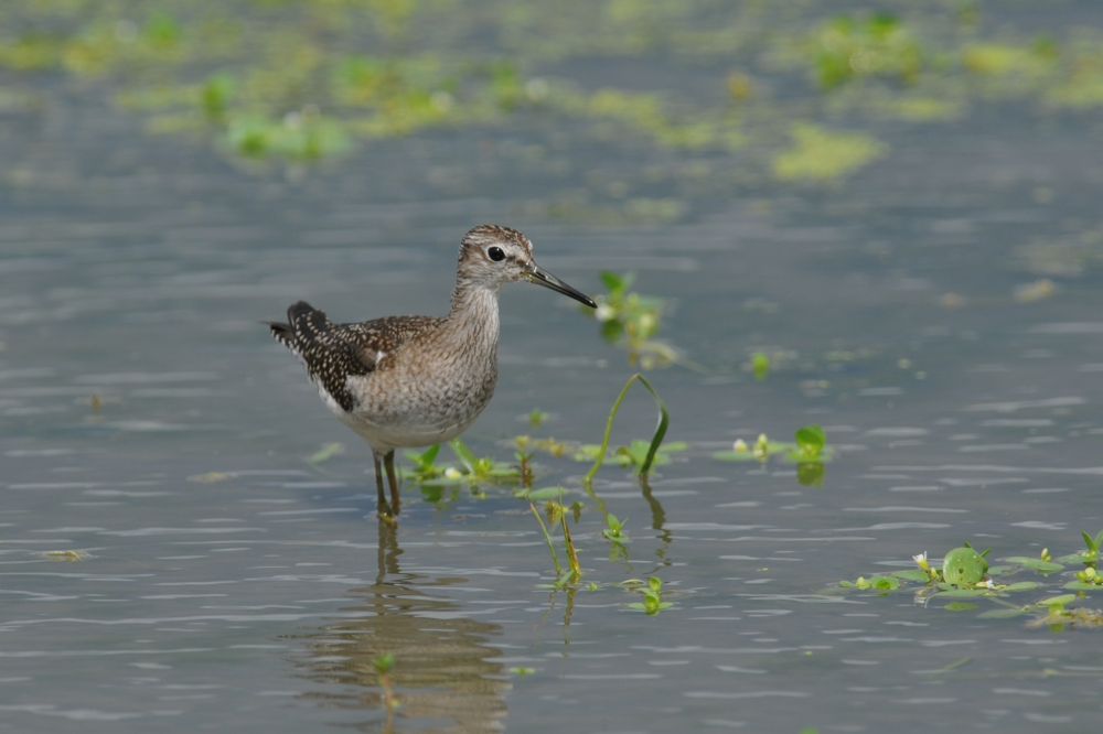 タカブシギ幼鳥_f0053272_14105158.jpg