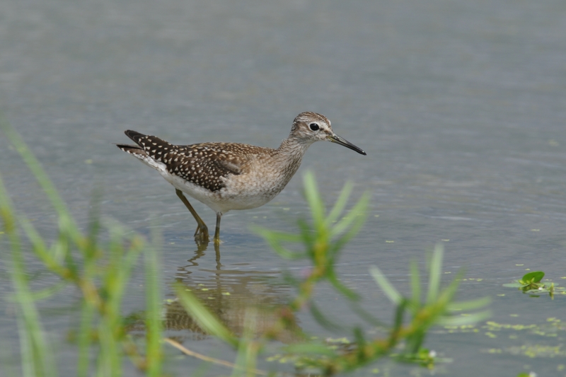 タカブシギ幼鳥_f0053272_14141788.jpg