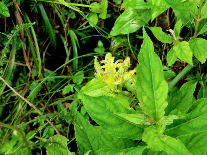 N0237 筒上山系へ　瓶ケ森は時間切れ_b0185573_101541.jpg