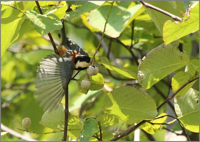 　☆　野鳥　☆_f0181173_1740658.jpg