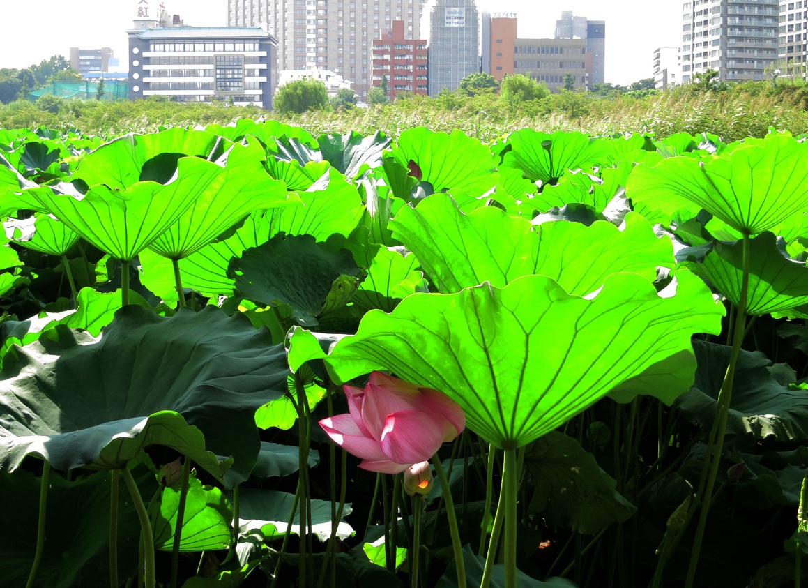 ハスの日傘 ~上野・不忍池~_a0107574_9304334.jpg