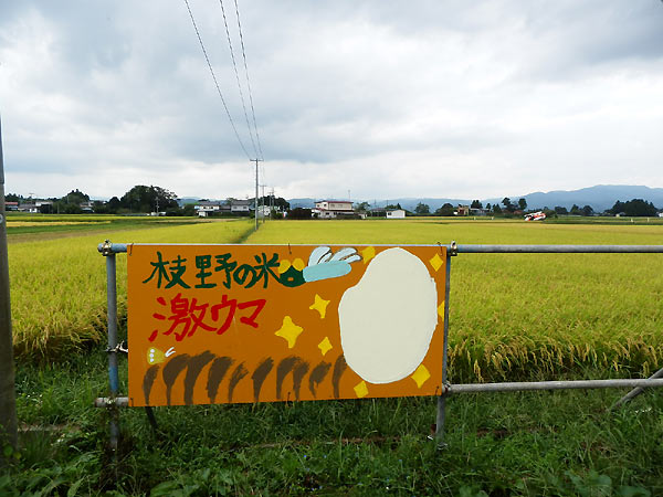 9月20日の田んぼ(上目黒小・枝野小)_d0247484_15264660.jpg