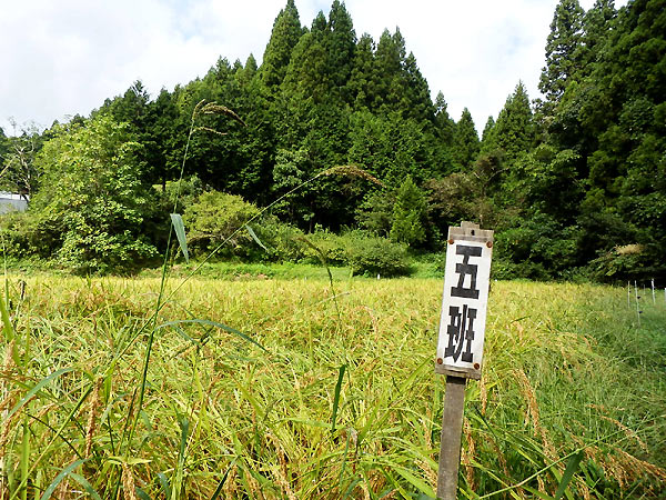 9月20日の田んぼ(月光原小・西根小)_d0247484_15544634.jpg