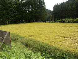9月20日の田んぼ(月光原小・西根小)_d0247484_15573437.jpg