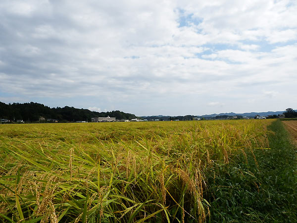 9月20日の田んぼ(緑ヶ丘小・北郷小)_d0247484_1633499.jpg