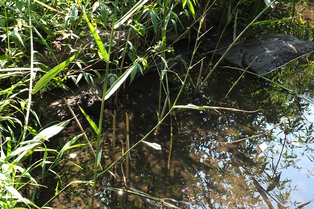 e0070891_2011718.jpg
