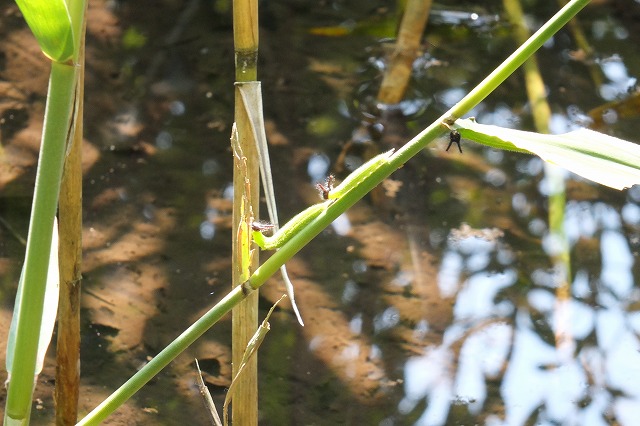 e0070891_20143080.jpg