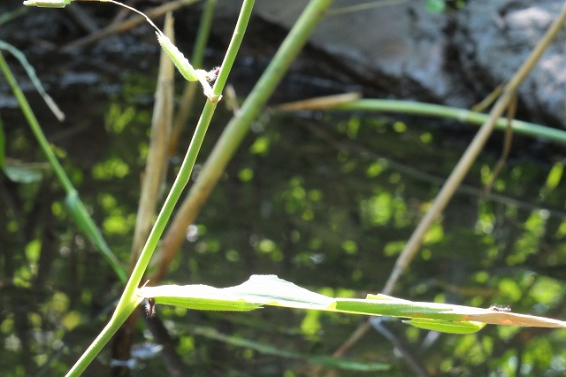 e0070891_20302037.jpg