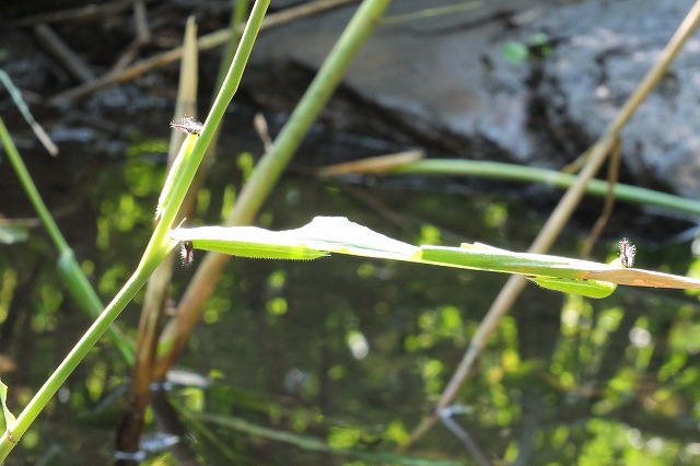 e0070891_2032637.jpg