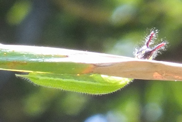 e0070891_20481696.jpg