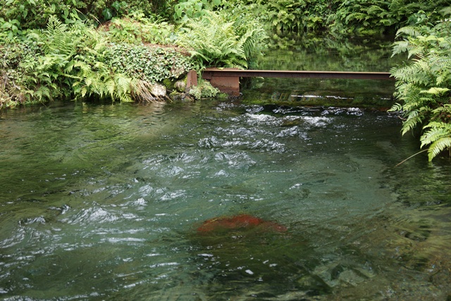 名水・熊本阿蘇郡「白川水源」を訪ねて・・・白川水源の神秘、被災地を励ます白川水源伏流水_d0181492_20255160.jpg