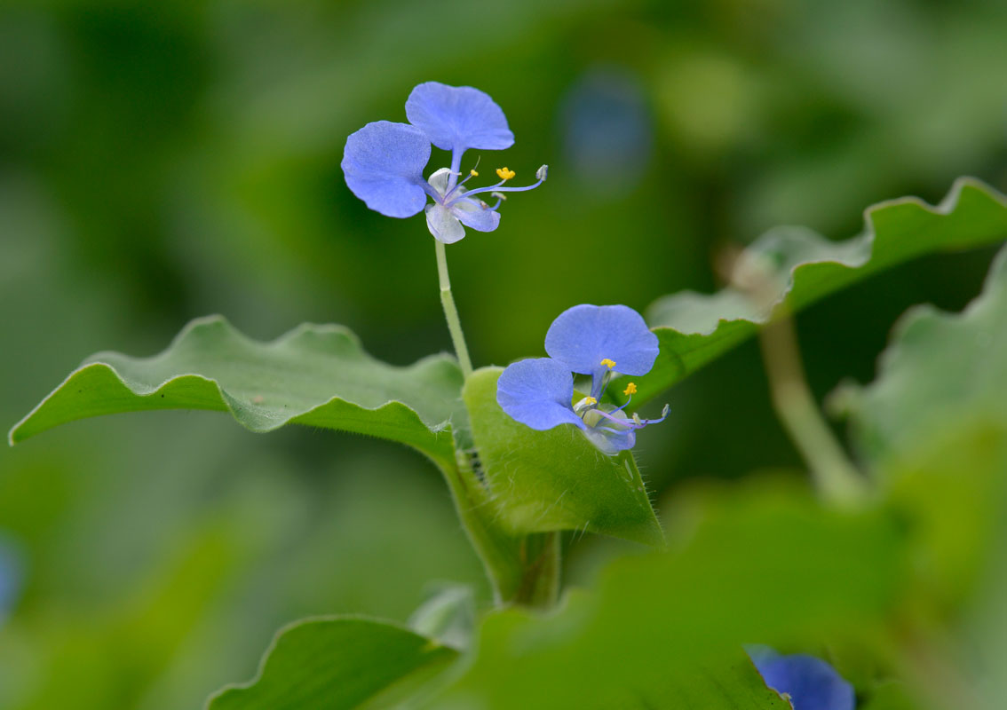 ツユクサ-4　マルバツユクサの地中の花_d0163696_20394495.jpg