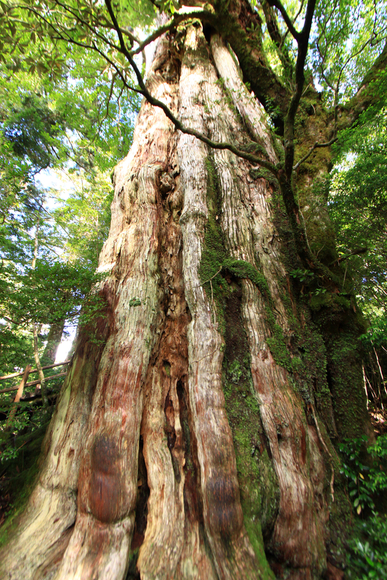 屋久島へ行く～苔むした森と神様の住む山へ～_e0132597_0191070.jpg