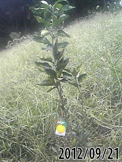 e0270403_18293385.jpg