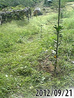 e0270403_18304365.jpg
