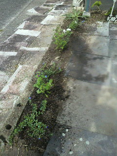 e0187905_11352012.jpg
