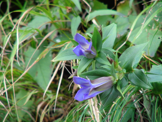 石鎚山の花・石鎚詣で下山しながら土小屋遥拝殿まで・NO4 : 徳