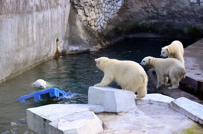 モスクワ動物園の三つ子ちゃんとの半年振りの再会　～　シモーナお母さん、育児に大奮闘中_a0151913_7513280.jpg