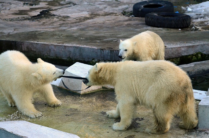 モスクワ動物園の三つ子ちゃんとの半年振りの再会　～　シモーナお母さん、育児に大奮闘中_a0151913_7563899.jpg