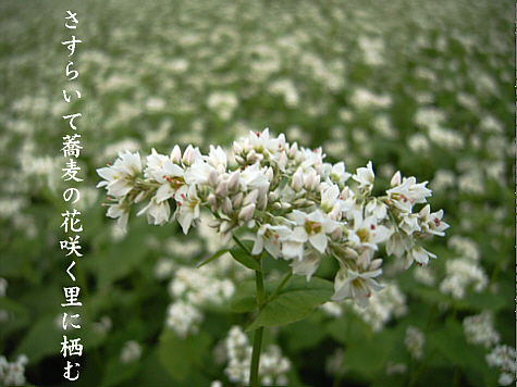 蕎麦の花_e0099713_21452214.jpg