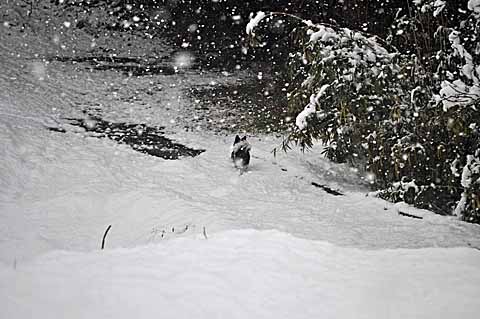 雪の日　【１４】　〜孤高の山犬　１_a0094015_18345162.jpg