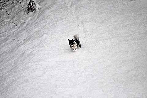 雪の日　【１４】　〜孤高の山犬　１_a0094015_18353411.jpg