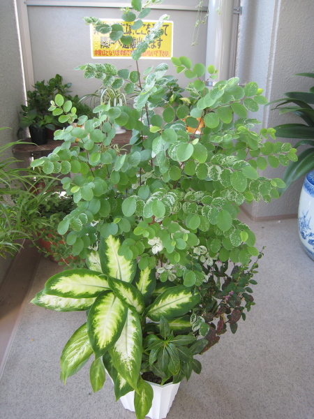 観葉植物 My Little Garden