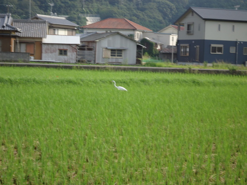 今朝も寒いなぁ～！_a0093423_7305636.jpg