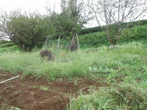 秋冬野菜の種まきで繁忙...._b0137932_1630354.jpg