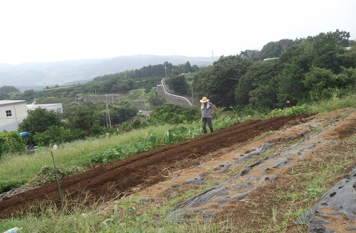 秋冬野菜の種まきで繁忙...._b0137932_16313191.jpg