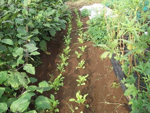秋冬野菜の種まきで繁忙...._b0137932_16464590.jpg