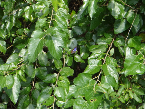 クロコムラサキ他 20120921_d0254540_1651555.jpg