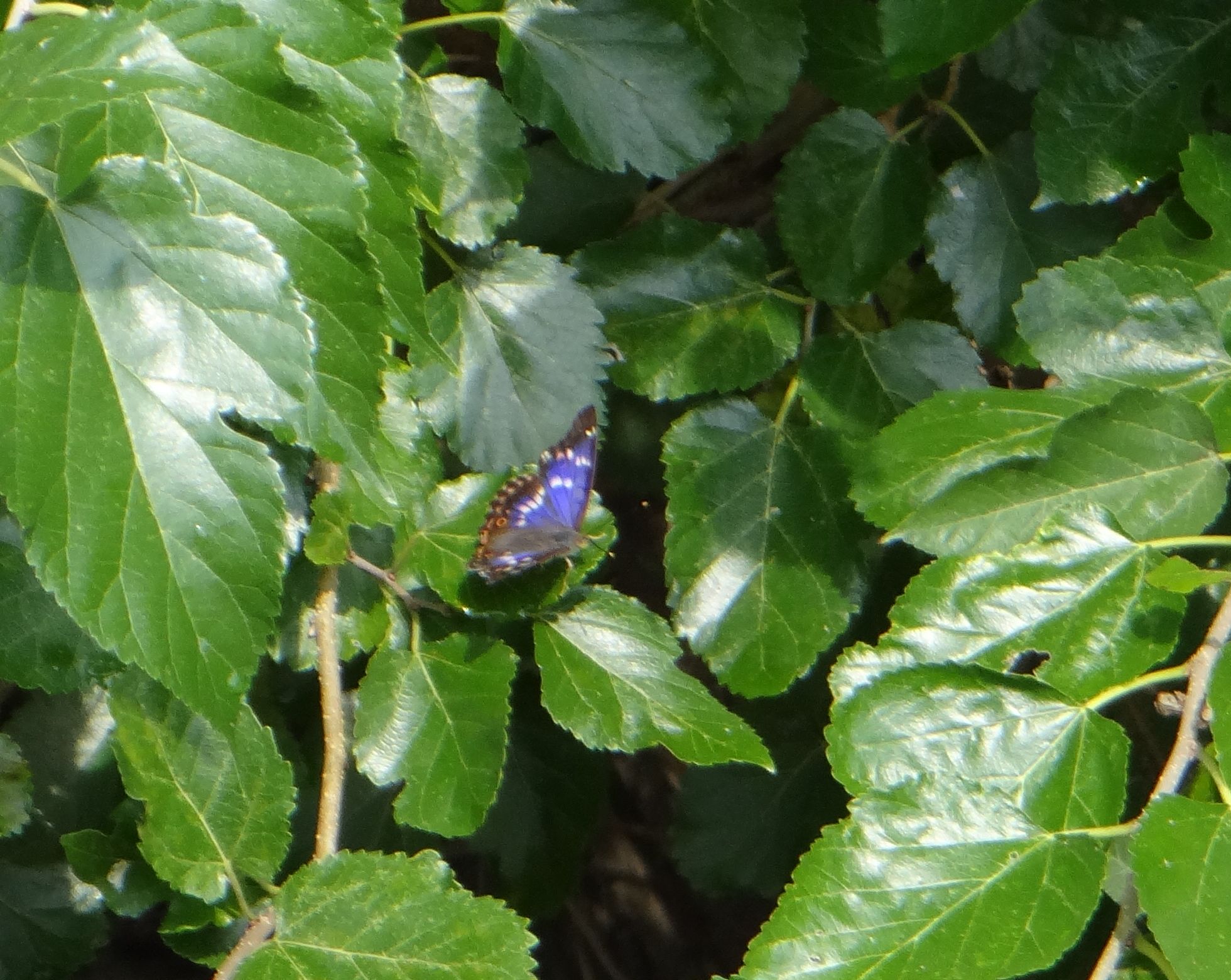 クロコムラサキ他 20120921_d0254540_16524977.jpg