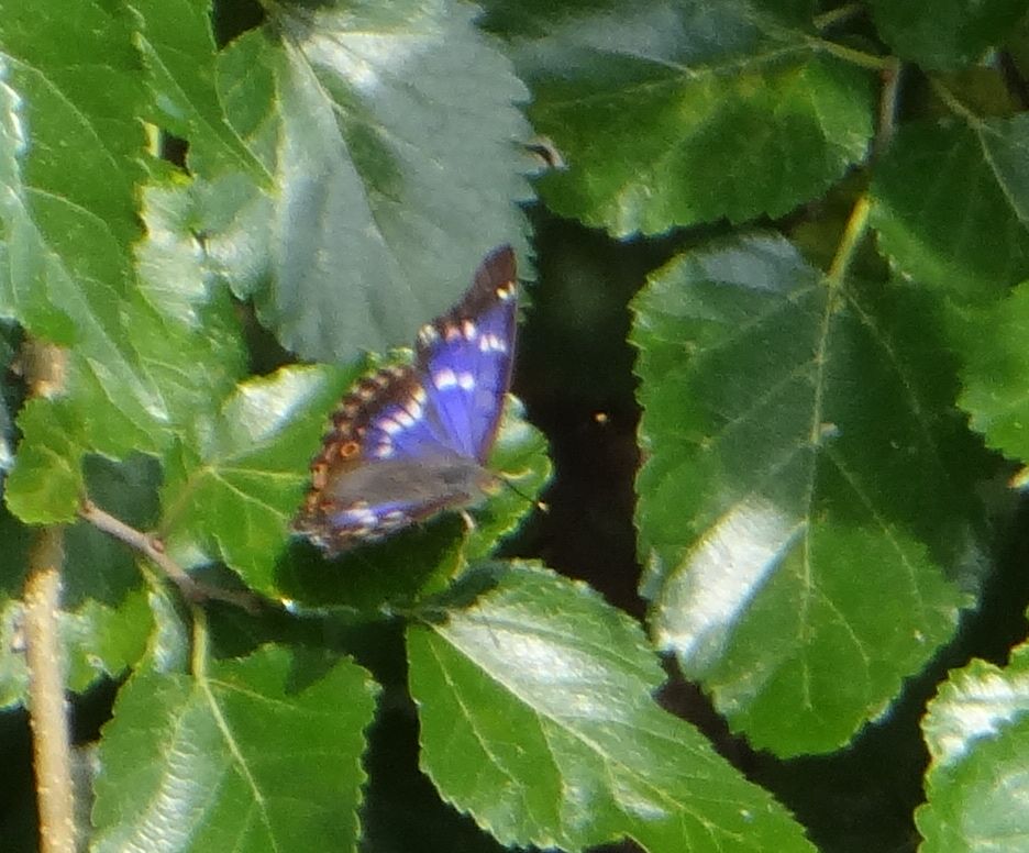 クロコムラサキ他 20120921_d0254540_16525779.jpg