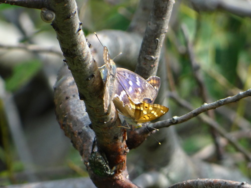 クロコムラサキ他 20120921_d0254540_16565823.jpg