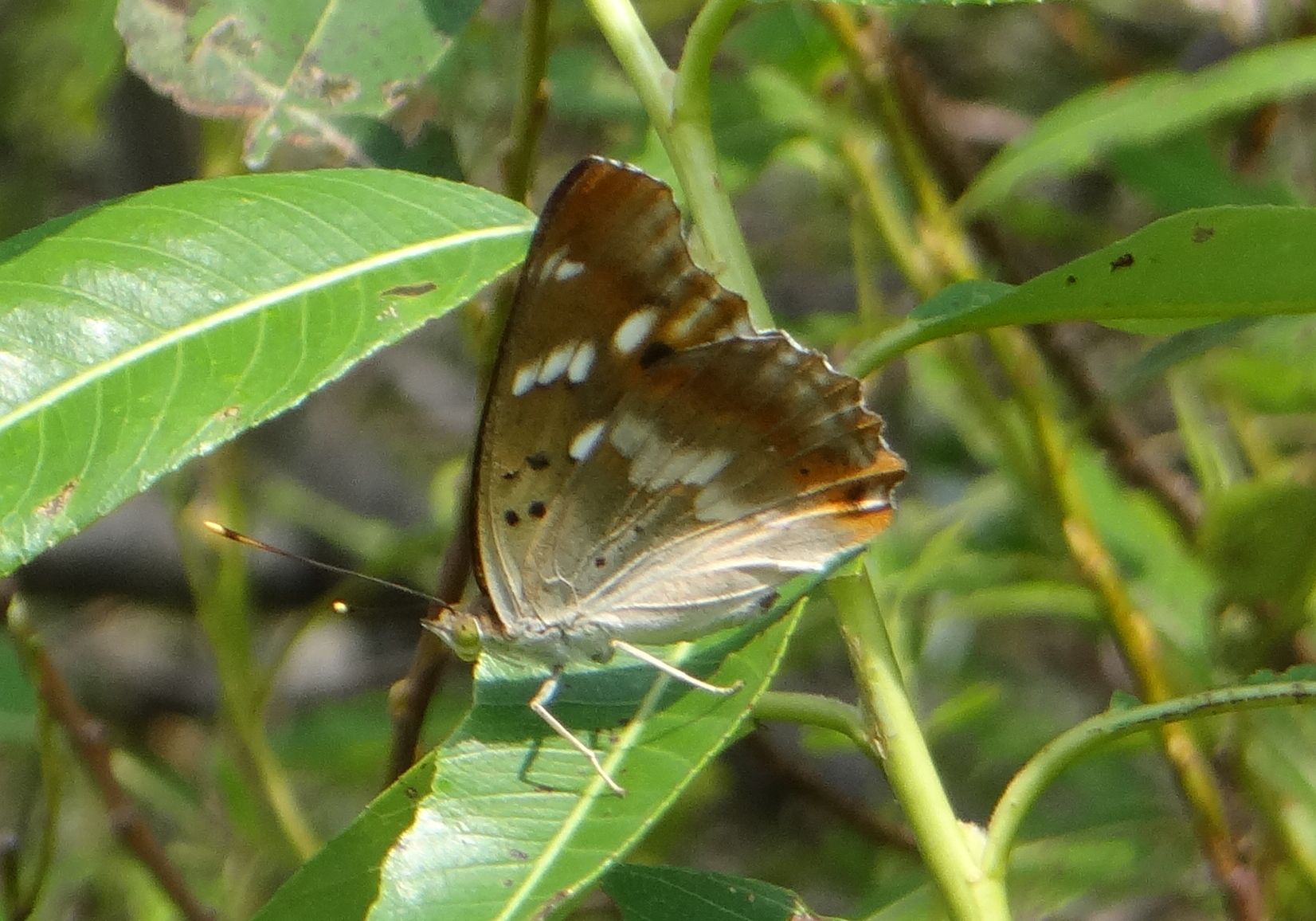 クロコムラサキ他 20120921_d0254540_16584433.jpg