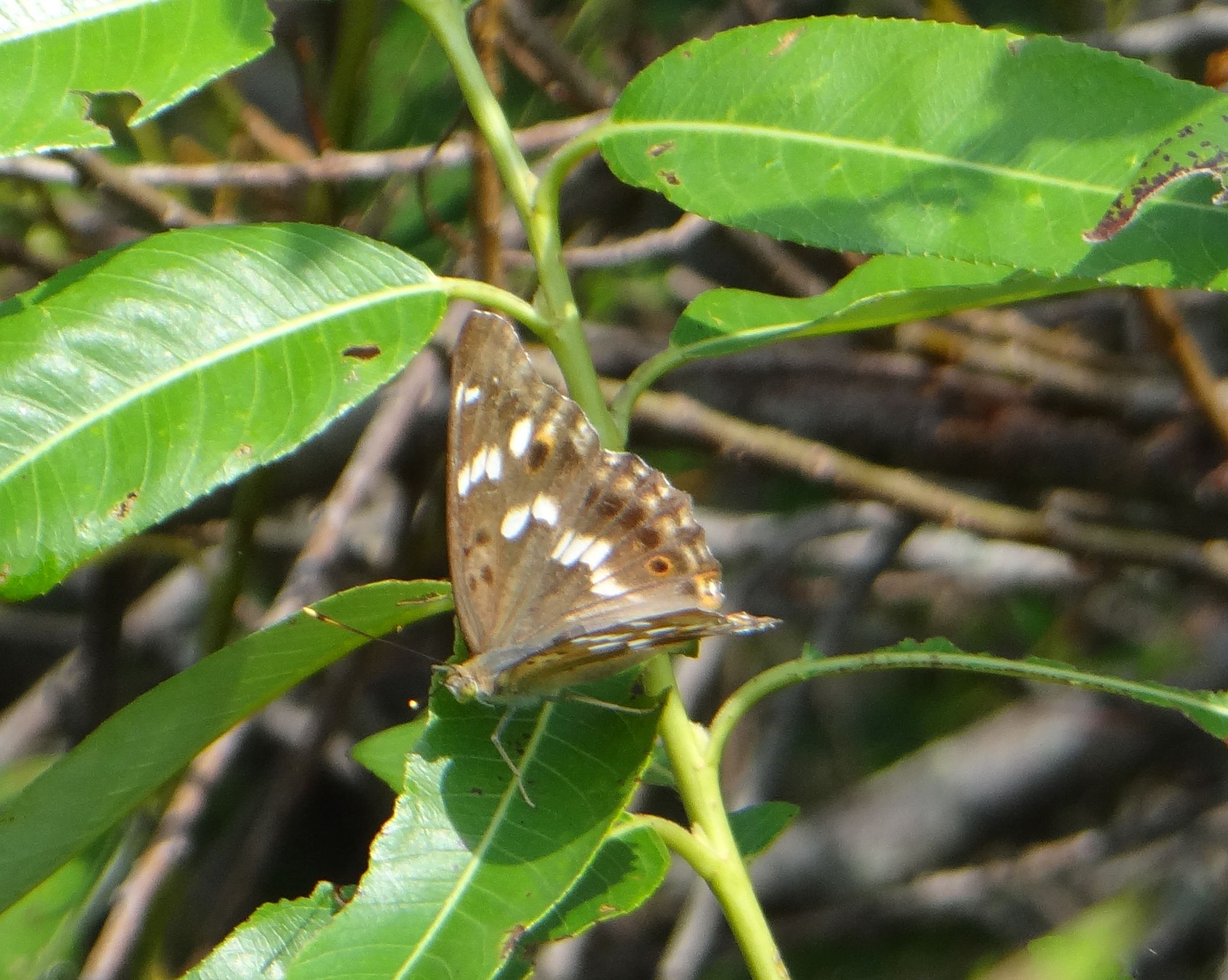 クロコムラサキ他 20120921_d0254540_1703244.jpg