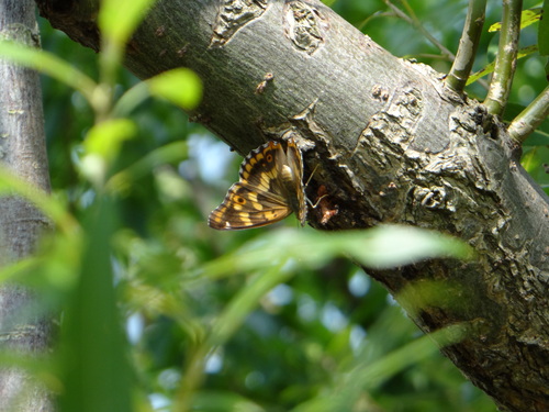 クロコムラサキ他 20120921_d0254540_1732583.jpg