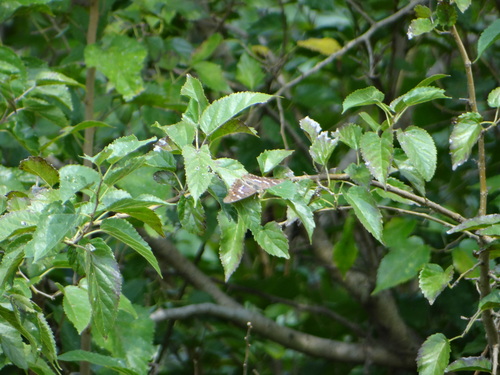 クロコムラサキ他 20120921_d0254540_1751212.jpg