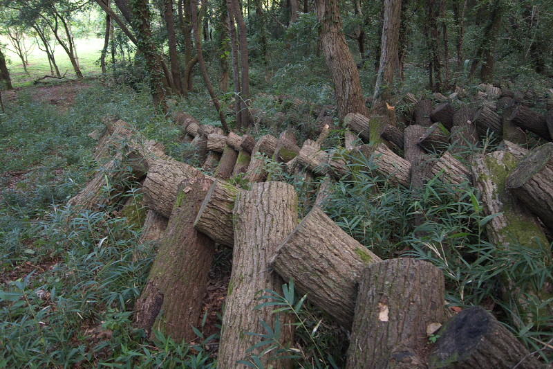 房総半島のヤマキマダラヒカゲ（8月下旬）_f0090680_21223015.jpg