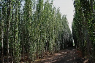 f0118184_1732236.jpg