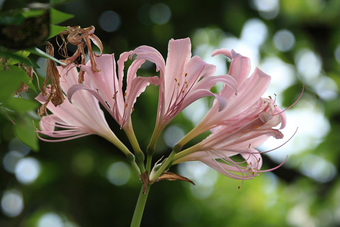 2012年9月1日　2　ニラも花盛り_c0241488_19312097.jpg