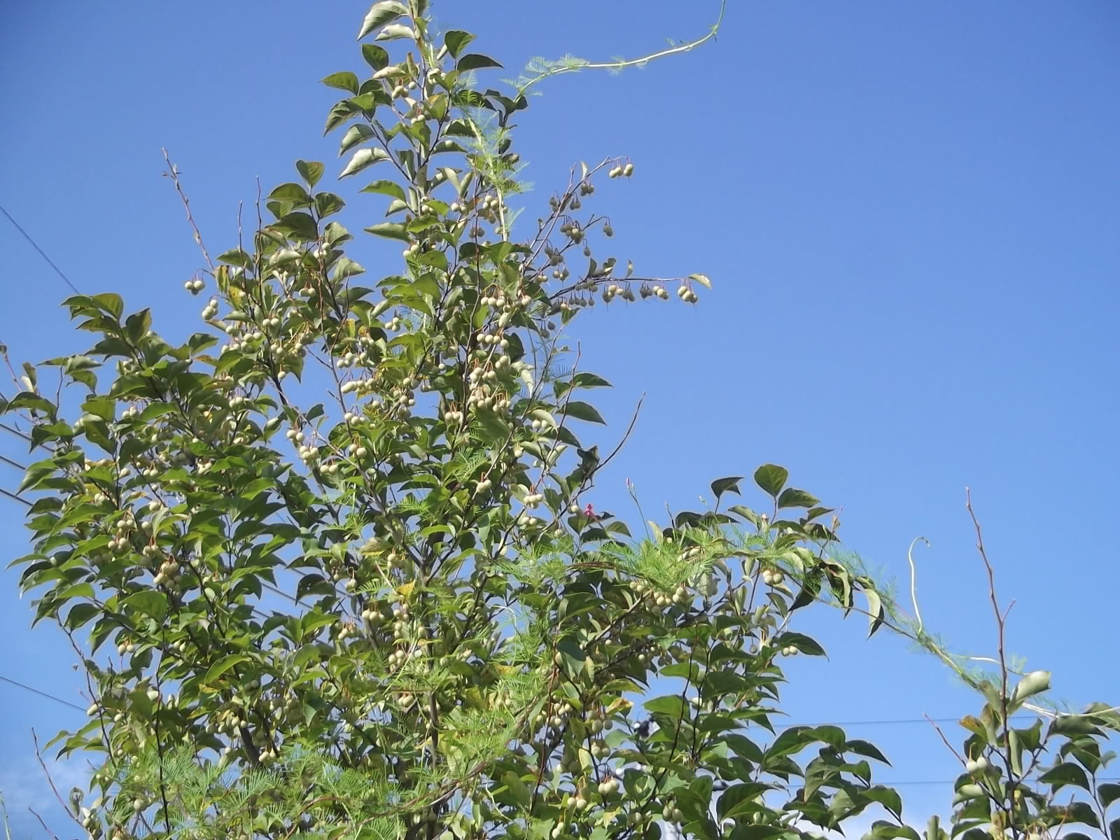 a0203003_19225577.jpg