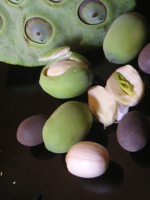 蓮1_a0056406_7153543.jpg