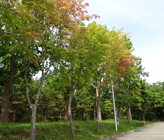 d0063516_2031188.jpg