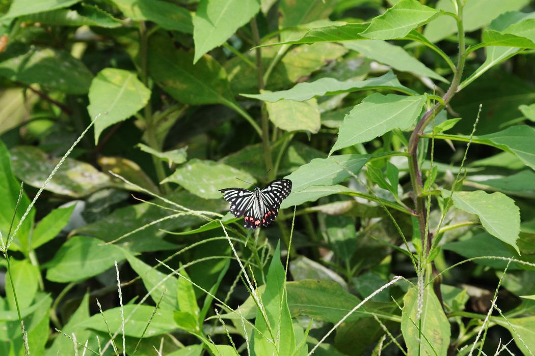 アカボシゴマダラを多々良沼にて確認_a0031821_1956349.jpg
