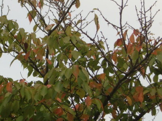 e0234924_1753767.jpg
